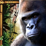 amazon queen symbol gorila