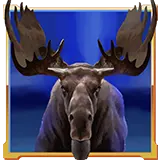 Buffalo Goes Wild symbol Moose